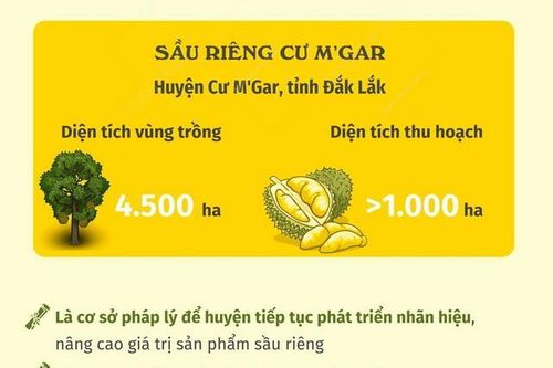 Công bố Nhãn hiệu Tập thể Sầu riêng Cư M'Gar
