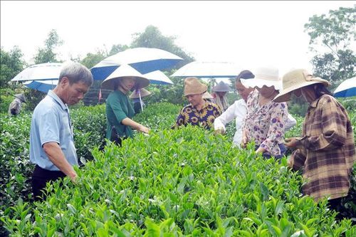 Hấp dẫn du lịch cộng đồng gắn với văn hóa trà