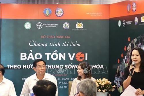 Bảo tồn voi theo hướng chung sống hài hòa