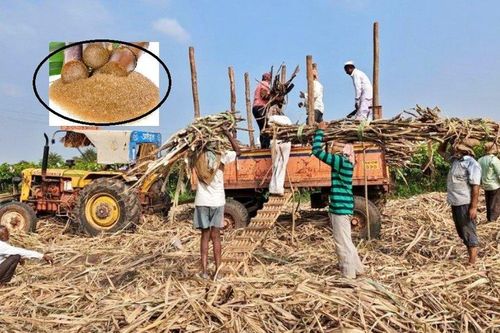 Giá đường thế giới cao kỷ lục: Tháng 10, Ấn Độ sẽ xem xét lại lệnh hạn chế xuất khẩu đường