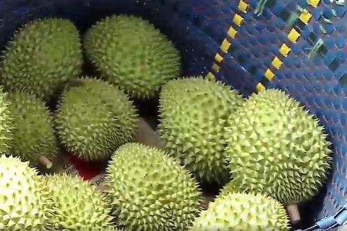 Áp dụng biện pháp mạnh để quản lý mã vùng trồng, cơ sở đóng gói