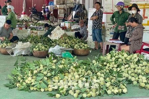 Ngọt thơm mùa na Chi Lăng