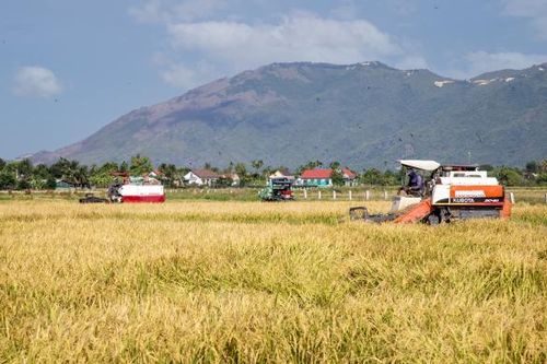 Rộn rã thu hoạch lúa hè thu