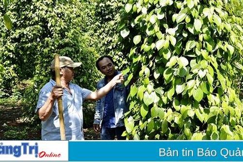 Hình thành vùng nguyên liệu cho sản phẩm OCOP
