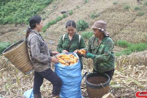 Thêm mùa vàng no ấm