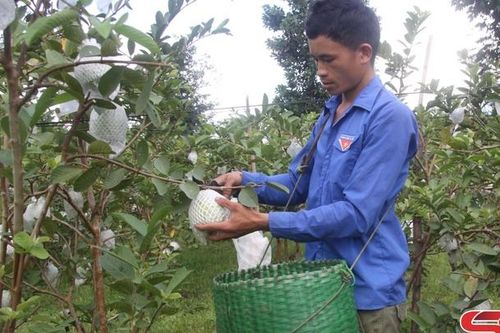 Bí thư chi đoàn làm kinh tế giỏi