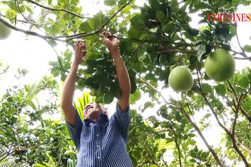 Về Sóc Trăng thăm miệt vườn, xem nông dân thu trăm triệu mỗi năm