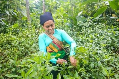 Cây dược liệu giúp giảm nghèo ở Bá Thước
