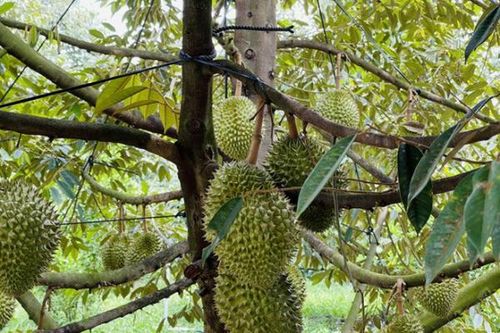 Tăng cường giám sát để đảm bảo chất lượng nông sản xuất khẩu
