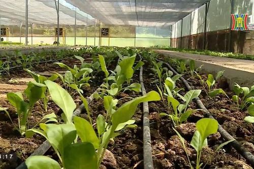 Xanh hóa làng nghề nhờ công nghệ