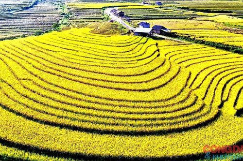 Mùa vàng đẹp mê trên núi cao Bát Xát, Lào Cai