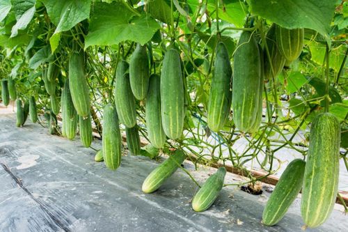 Tại sao dưa chuột bị đắng?