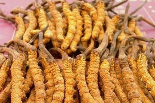Nấm thực phẩm đông trùng hạ thảo bán trong siêu thị có tác dụng chữa bệnh không?