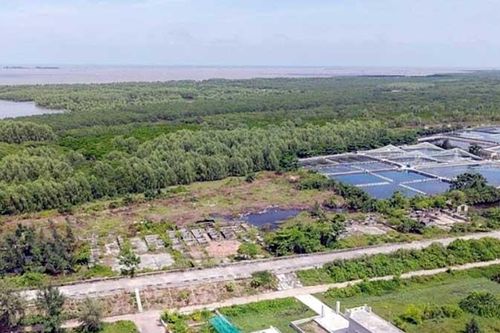 Chung quanh việc quy hoạch đất rừng ven biển tại tỉnh Thái Bình