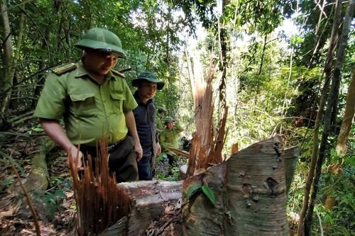 Kêu gọi người dân cung cấp, tố giác các đối tượng khai thác rừng trái phép