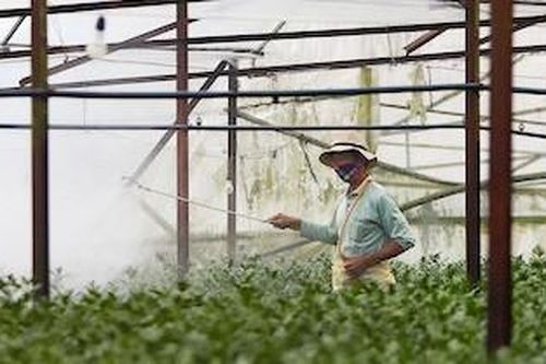 Canh tác trên cánh đồng rộng chục héc ta, nông dân không có nhà vệ sinh