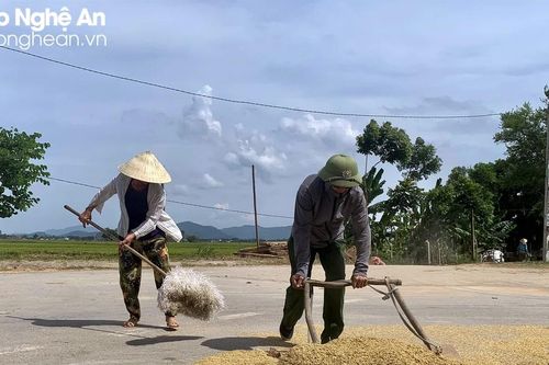 Nghệ An đã thu hoạch hơn 6.500 ha lúa hè thu 'chạy lụt'