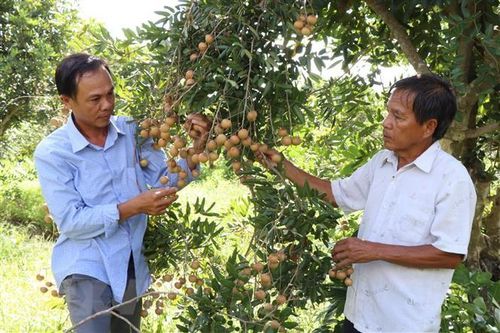 Bến Tre: Cù lao Tam Hiệp chuyển mình xây dựng nông thôn mới