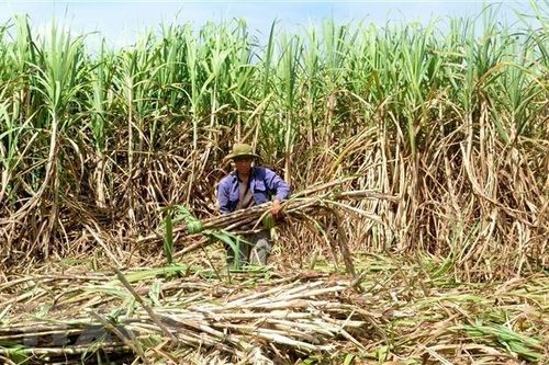 Doanh nghiệp mía đường trong nước kỳ vọng lợi nhuận 'thêm ngọt'