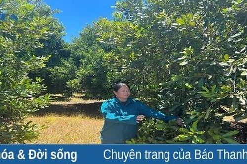 Phát triển mắc ca Hồ Dung thành sản phẩm OCOP