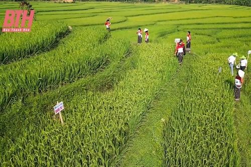 Chuyển đổi cơ cấu giống lúa chất lượng cao