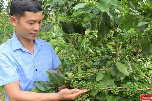 Cây cà phê ở Sốp Cộp