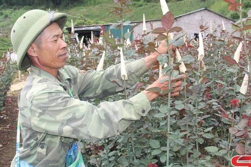 Thu nhập cao từ trồng hoa hồng