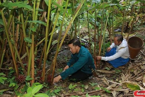 Trồng thảo quả tăng thu nhập và bảo vệ rừng