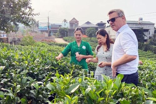 Khai thác lợi thế kinh tế tập thể để phát triển du lịch
