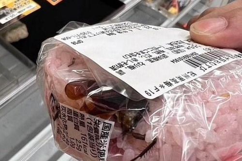 Cơm trộn… xác gián