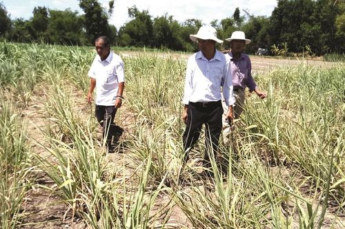 Nguy cơ thiếu nước sản xuất nông nghiệp tại 4 tỉnh Nam Trung Bộ