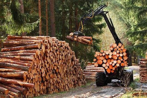 Căn cứ chứng minh, truy xuất nguồn gốc gỗ