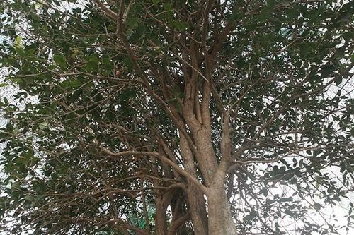 Giật mình loài cây dại khiến đại gia 'vác bao tải tiền' để mua
