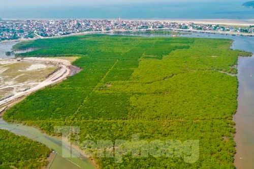 Nhìn từ trên cao những cánh rừng ngập mặn xanh mướt, đẹp như tranh ở Hà Tĩnh
