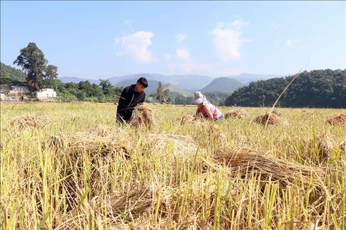 Xây dựng thương hiệu cho các sản phẩm nông sản chủ lực của Sơn La