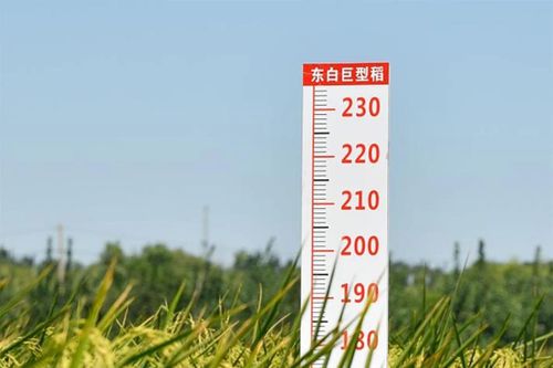 Lúa lai 'khổng lồ' của Trung Quốc sẽ trở thành nhân tố đảm bảo an ninh lương thực toàn cầu?