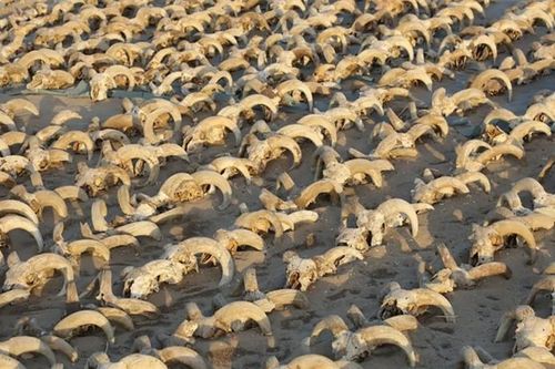 Phát hiện hàng ngàn xác ướp động vật trong đền thờ cổ Ai Cập