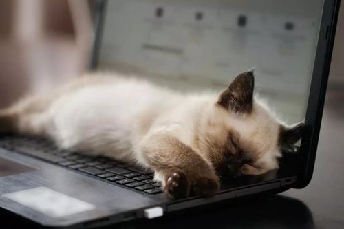 Bật PC vào ban đêm liệu có ảnh hưởng gì đến giấc ngủ?