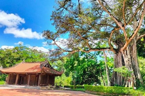 Về vùng đất thiêng Lam Kinh nghe 'chuyện tình' cây Đa - Thị hơn 300 năm tuổi
