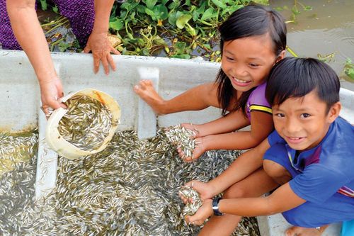 Đậm đà vị cá linh non