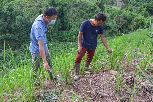 Xây dựng 'hành lang' cho cây quế phát triển bền vững