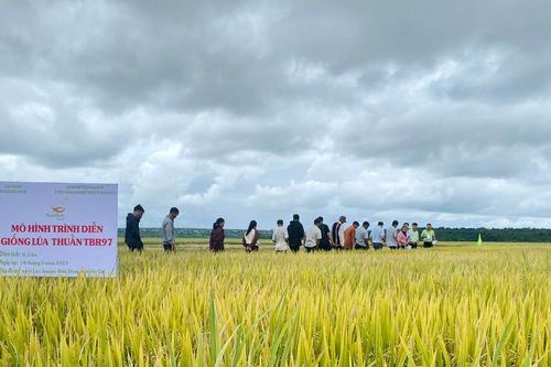 Hội thảo đầu bờ giống lúa nước chất lượng cao