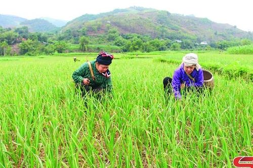 Tập trung lãnh đạo nhân dân phát triển kinh tế