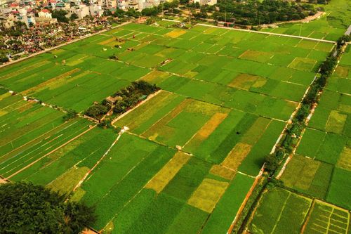 Xử lý nghiêm việc lấn chiếm đất đai, xây dựng khu dân cư mới trái phép trên đất nông nghiệp