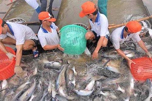 Sản lượng thủy sản đạt hơn 5,9 triệu tấn