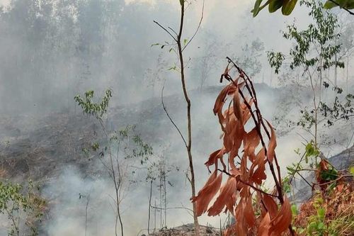 Quảng Nam: Đốt thực bì gây cháy rừng keo, một người tử vong