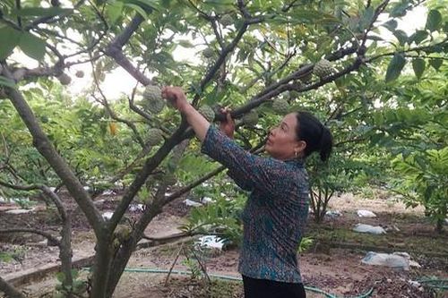 Na bở xưa bị chê, nay ở một nơi của Hải Phòng hóa đặc sản
