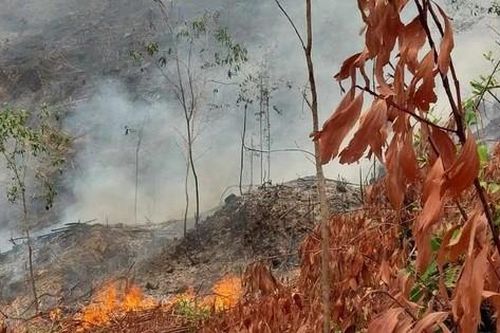 Đốt thực bì trong rừng keo, người đàn ông ở Quảng Nam bị bỏng tử vong
