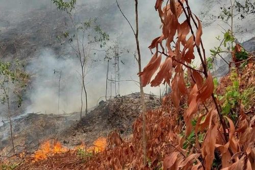 Đốt thực bì cháy lan sang rừng keo, người đàn ông tử vong
