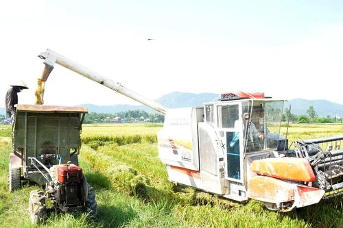 Cận cảnh máy thu hoạch lúa liên hoàn vòi rồng trên đồng ruộng Yên Thành